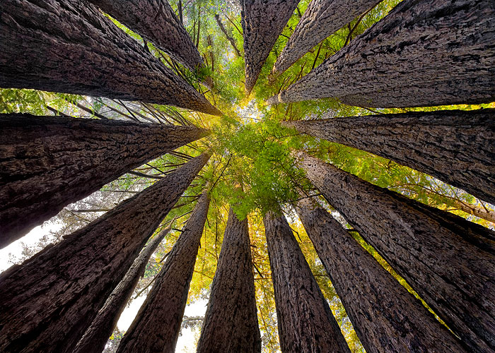 "Redwood Cathedral", Sean O'Gara, 2013.Via SavetheRedwoods.org.